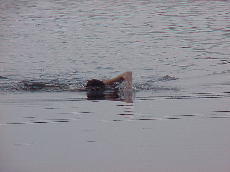 File:Galens Whale 5.jpg