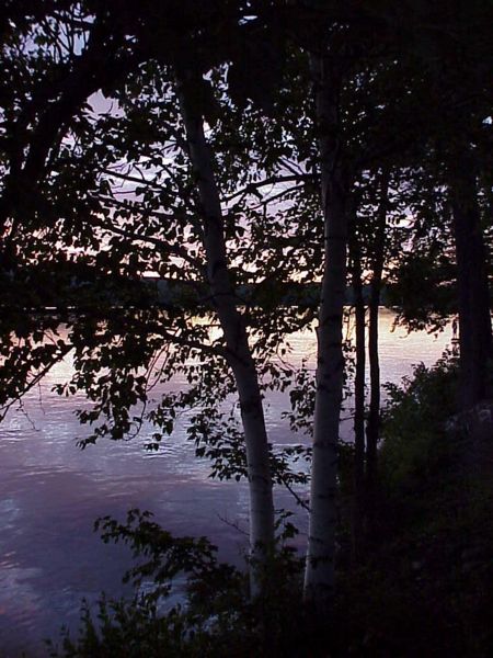 File:Tree in the Shadows.jpg