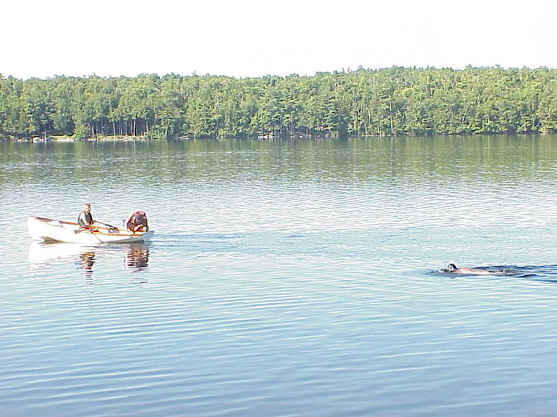 File:Keiths Whale.jpg