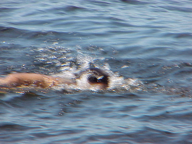 File:Wills Whale 3.jpg